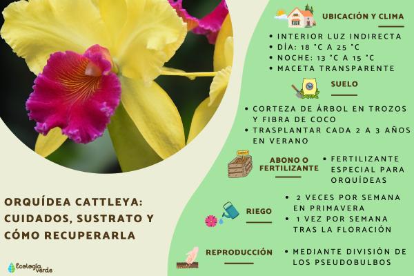 Os melhores substratos para cada tipo de orquídea