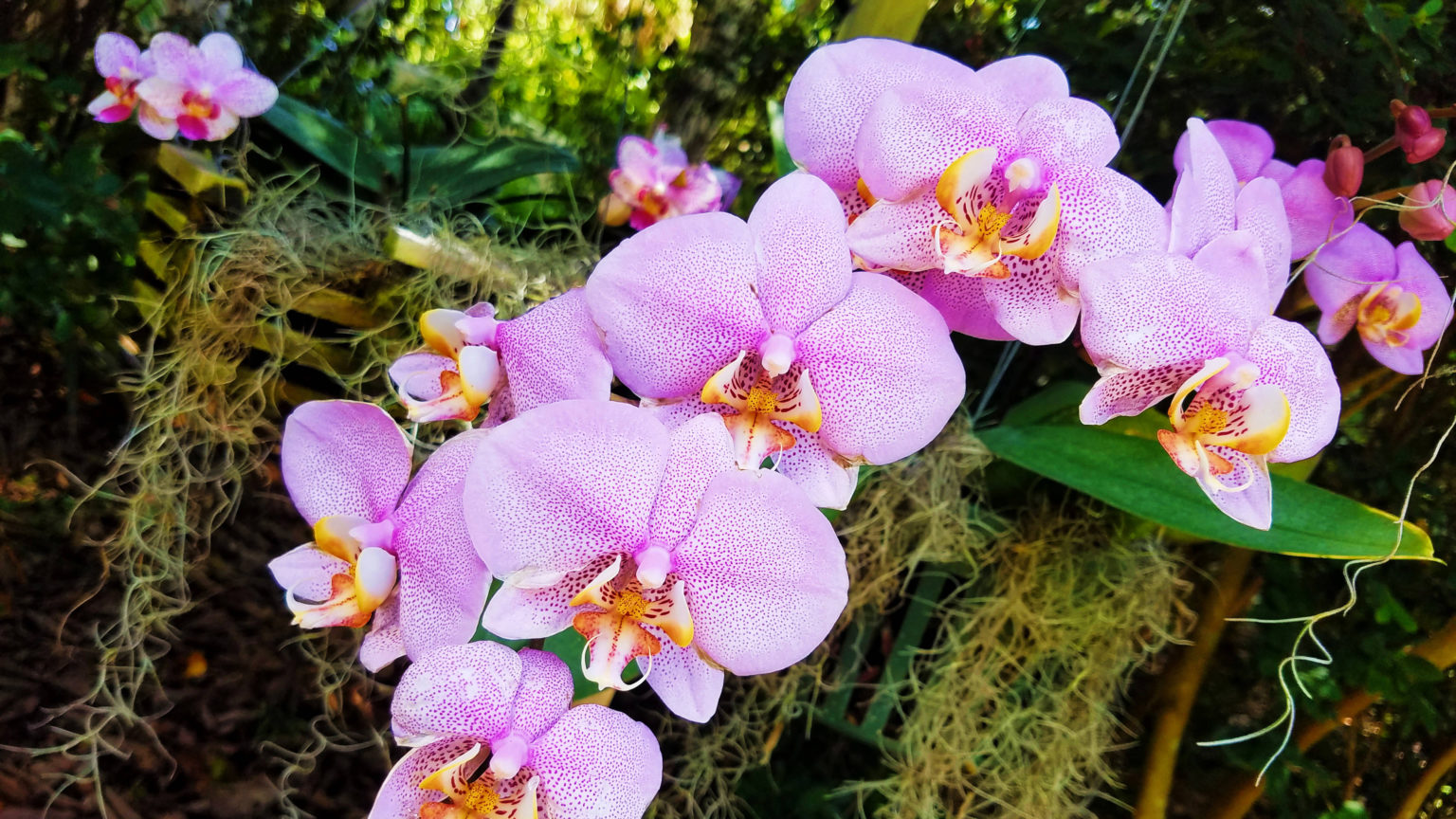 Dicas de adubação para garantir a floração exuberante das suas orquídeas