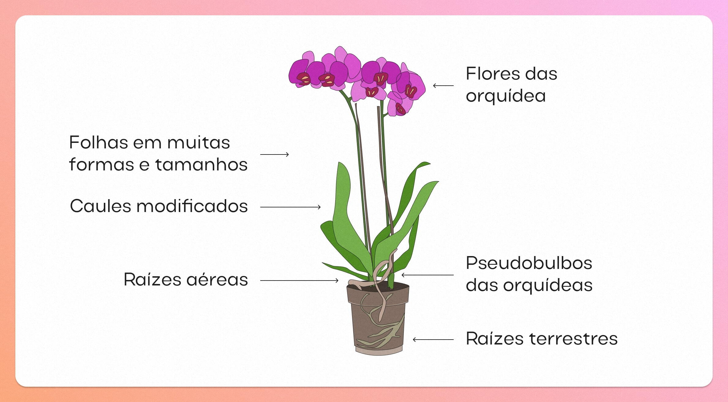 Como identificar os sinais de excesso ou falta de rega em orquídeas