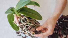 Guia completo para identificar e tratar pragas em orquídeas