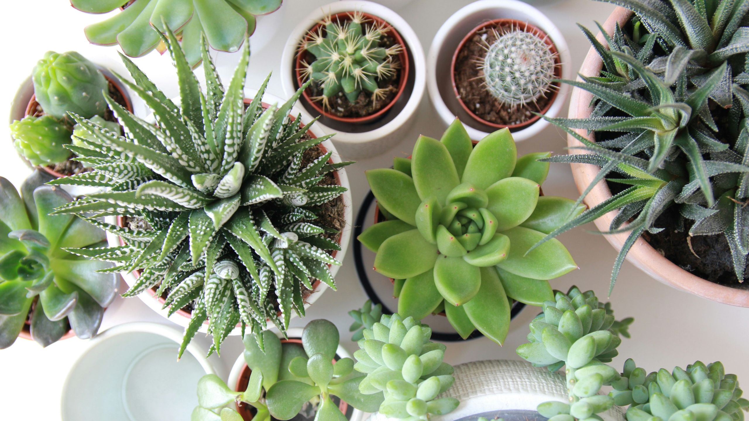 Como Identificar a Necessidade de Rega da Sua Suculenta