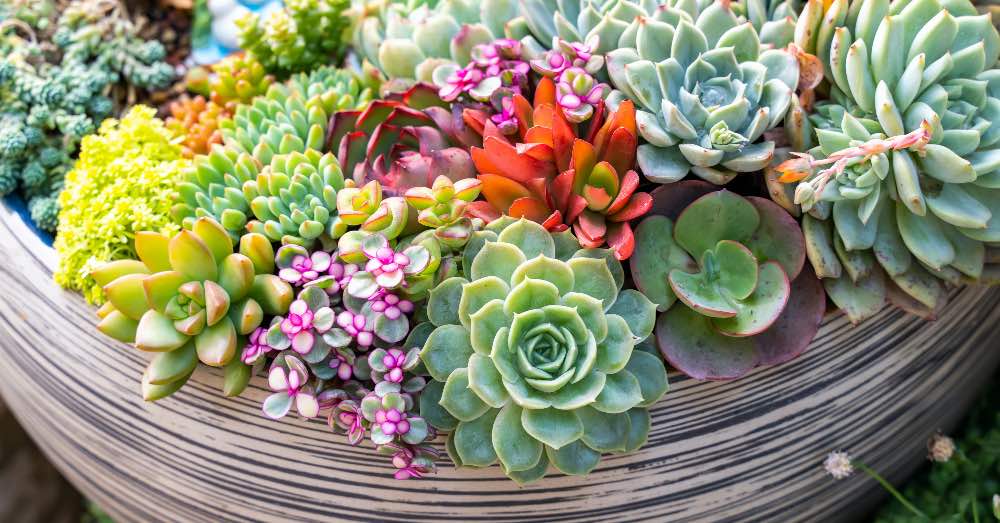 Guia Completo de Adubação para Suculentas