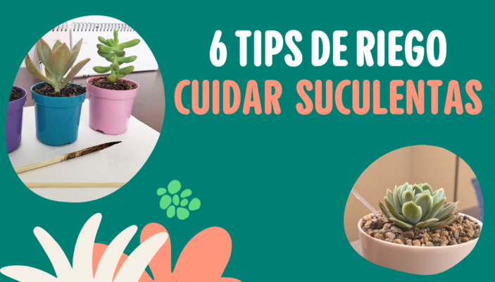 Sol Pleno vs. Meia Sombra: Onde Posicionar Sua Suculenta