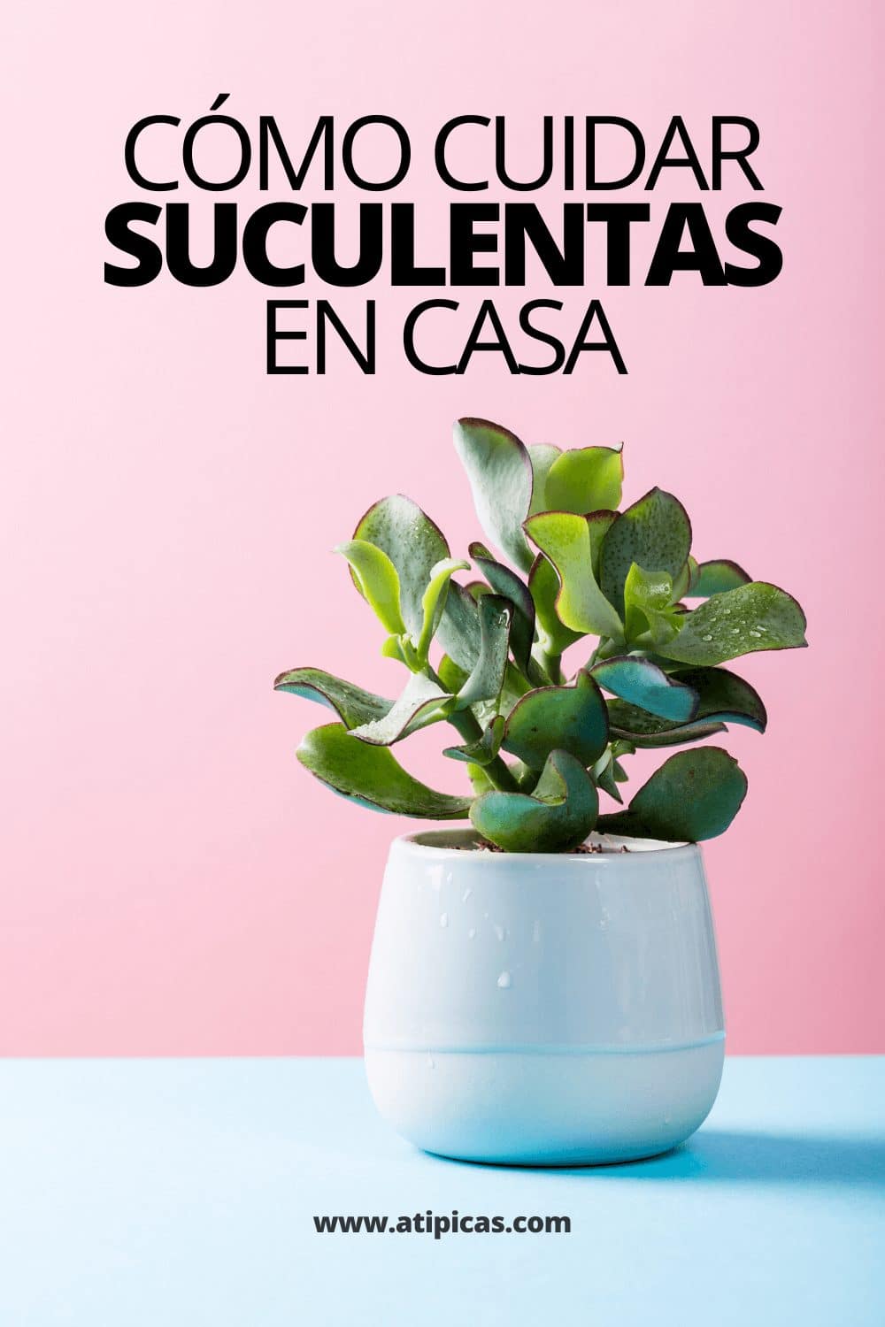 Guia Completo de Adubação para Suculentas