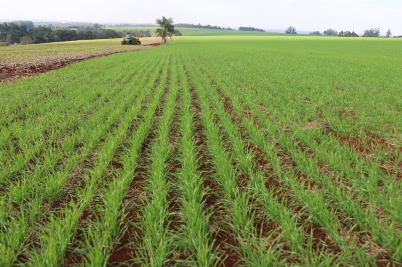 cultivo trigo rio grande do sul