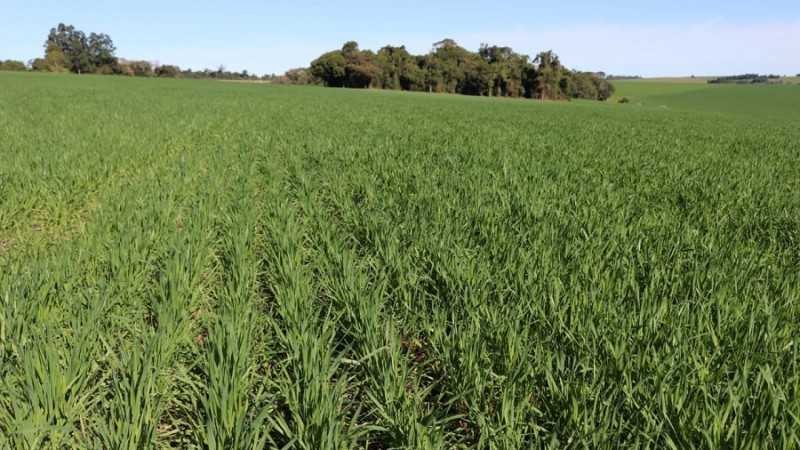 Entenda o Impacto do Clima na Safra de Trigo Gaúcho