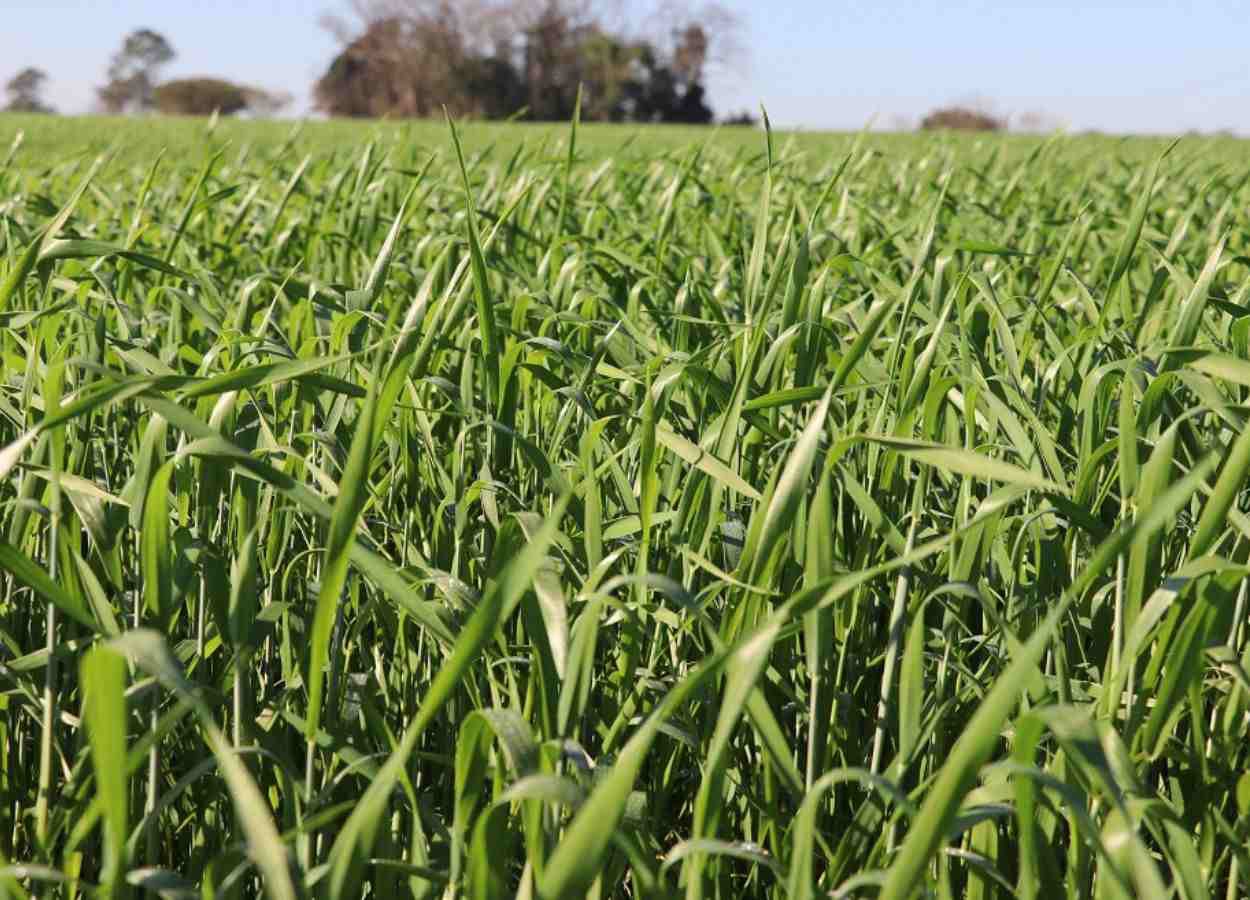 Comparativo de Cultivares de Trigo para o Rio Grande do Sul