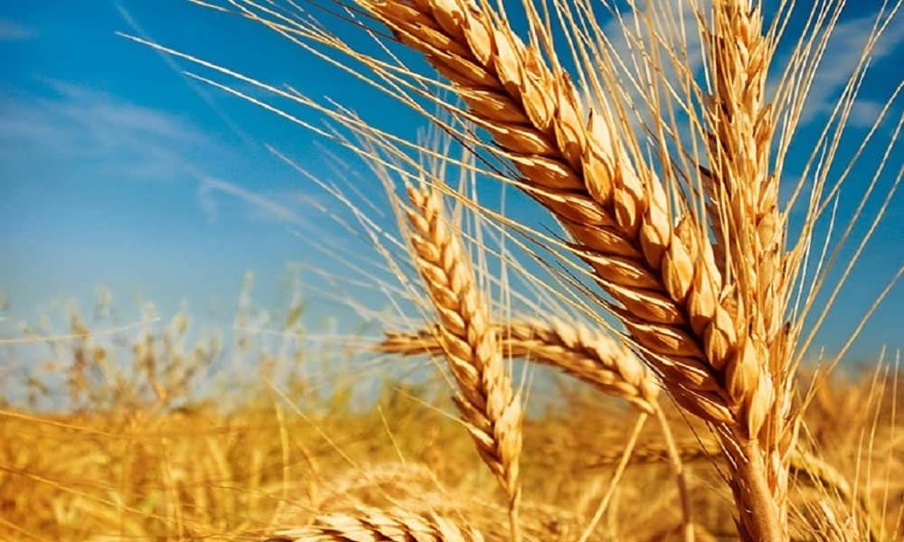 O Mercado de Trigo no RS: Preços e Perspectivas