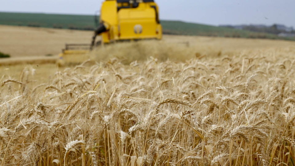 cultivo trigo rio grande do sul