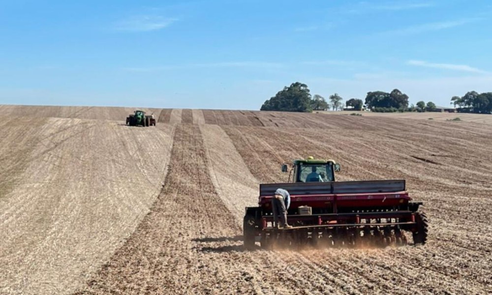 5 Dicas para Aumentar a Produtividade do Trigo no RS