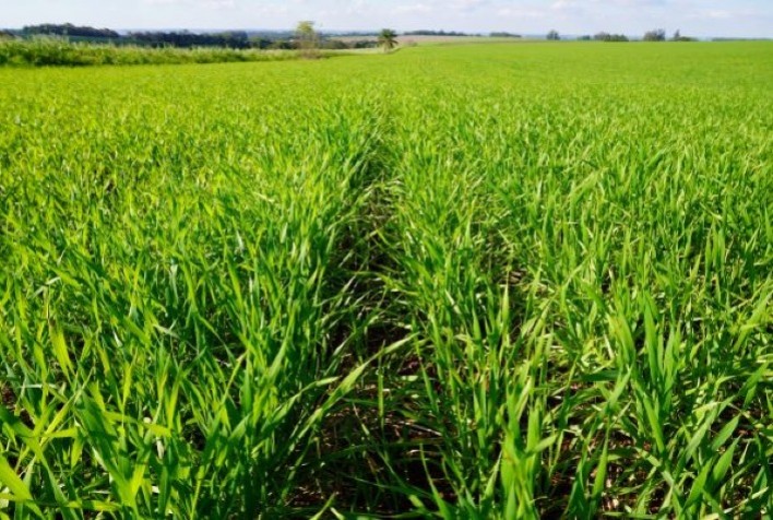 Entenda o Impacto do Clima na Safra de Trigo Gaúcho
