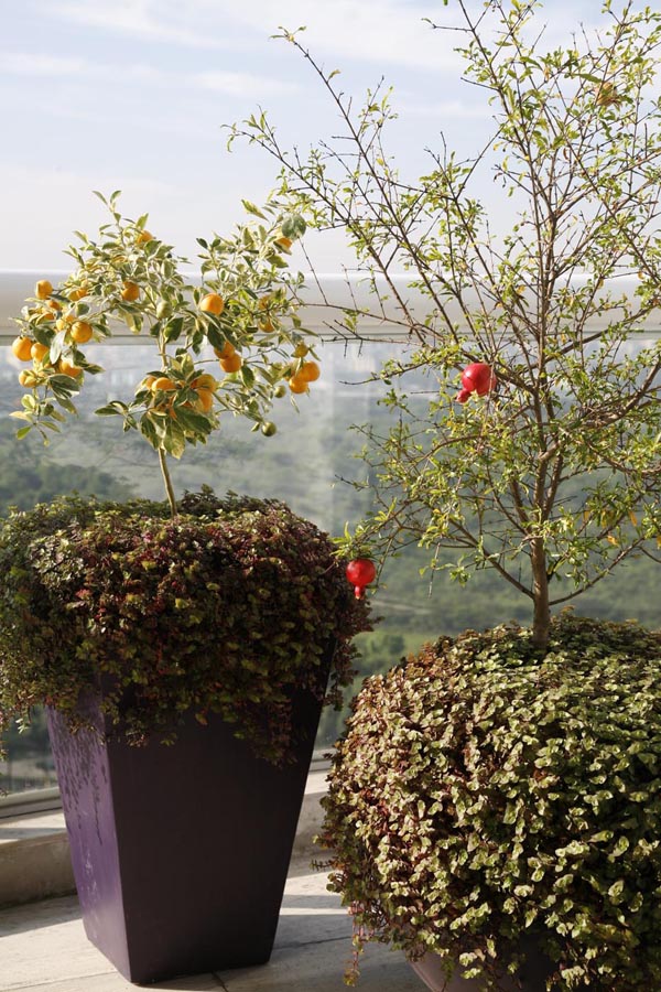 dicas para decorar varanda com plantas frutíferas