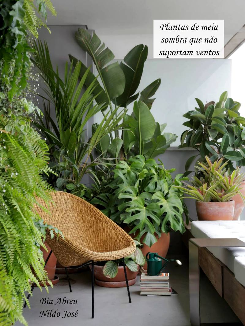 Guia Completo de Adubação para Frutíferas em Vasos