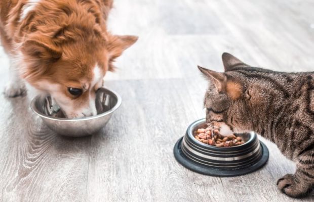 Receitas de petiscos naturais para complementar a dieta