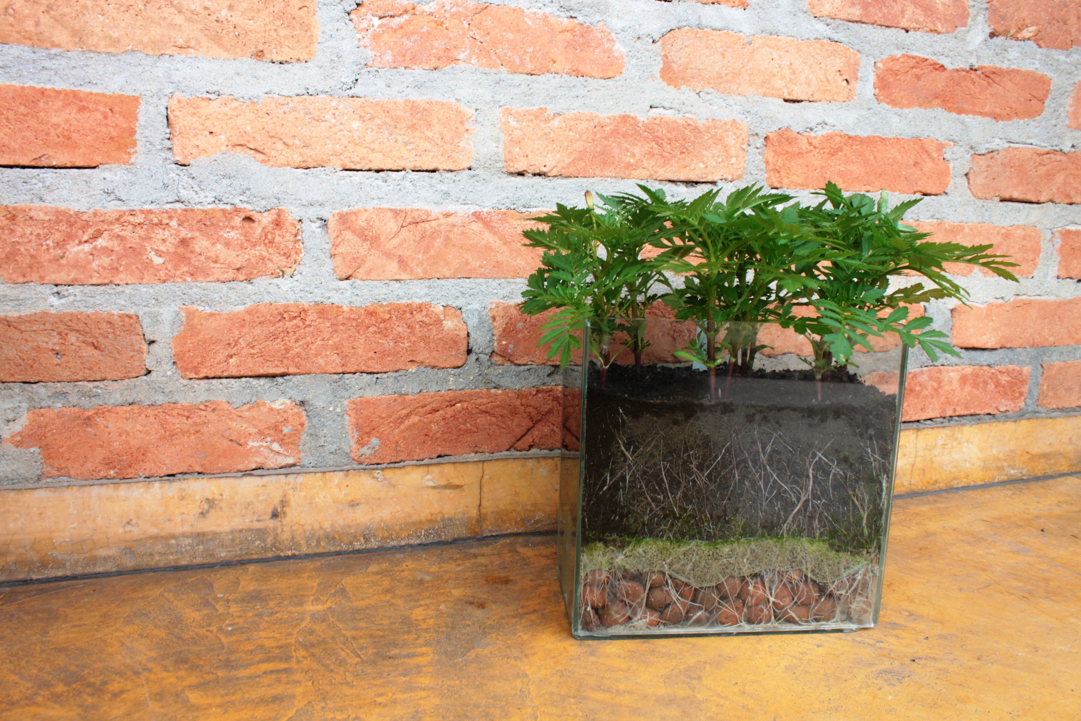 Como Evitar Pragas Comuns em Hortas de Vaso