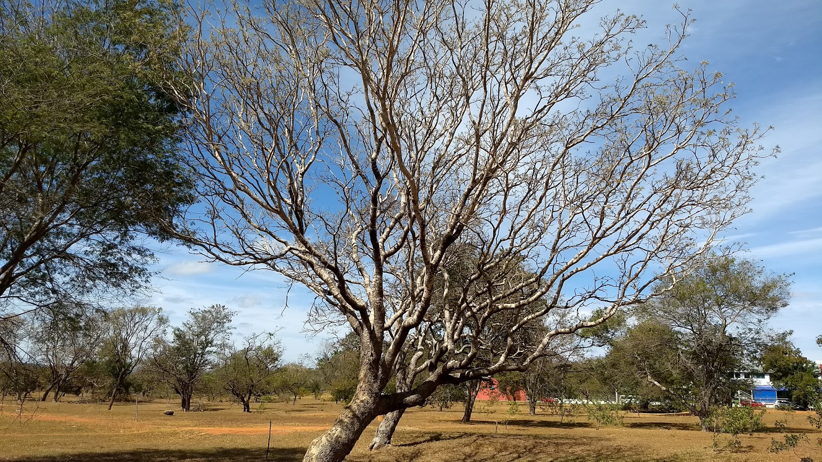 embaixadas em brasília arquitetura itinerário