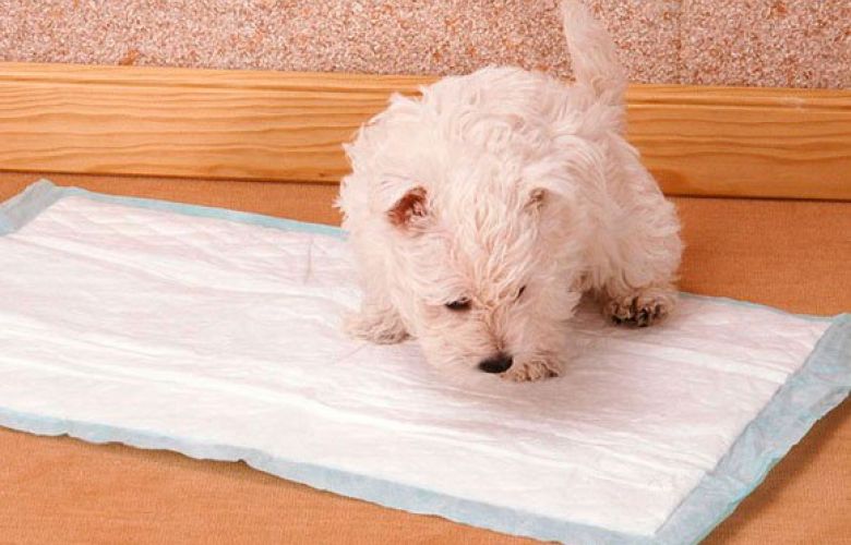 Os melhores sprays adestradores do mercado