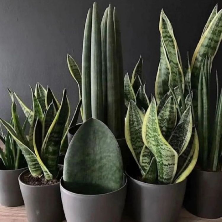 Plantas Tóxicas para Pets: Como Proteger Seus Animais da Espada de São Jorge