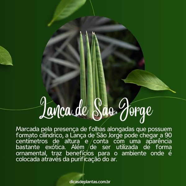 Desvendando os Mitos: Espada de São Jorge como Amuleto de Proteção