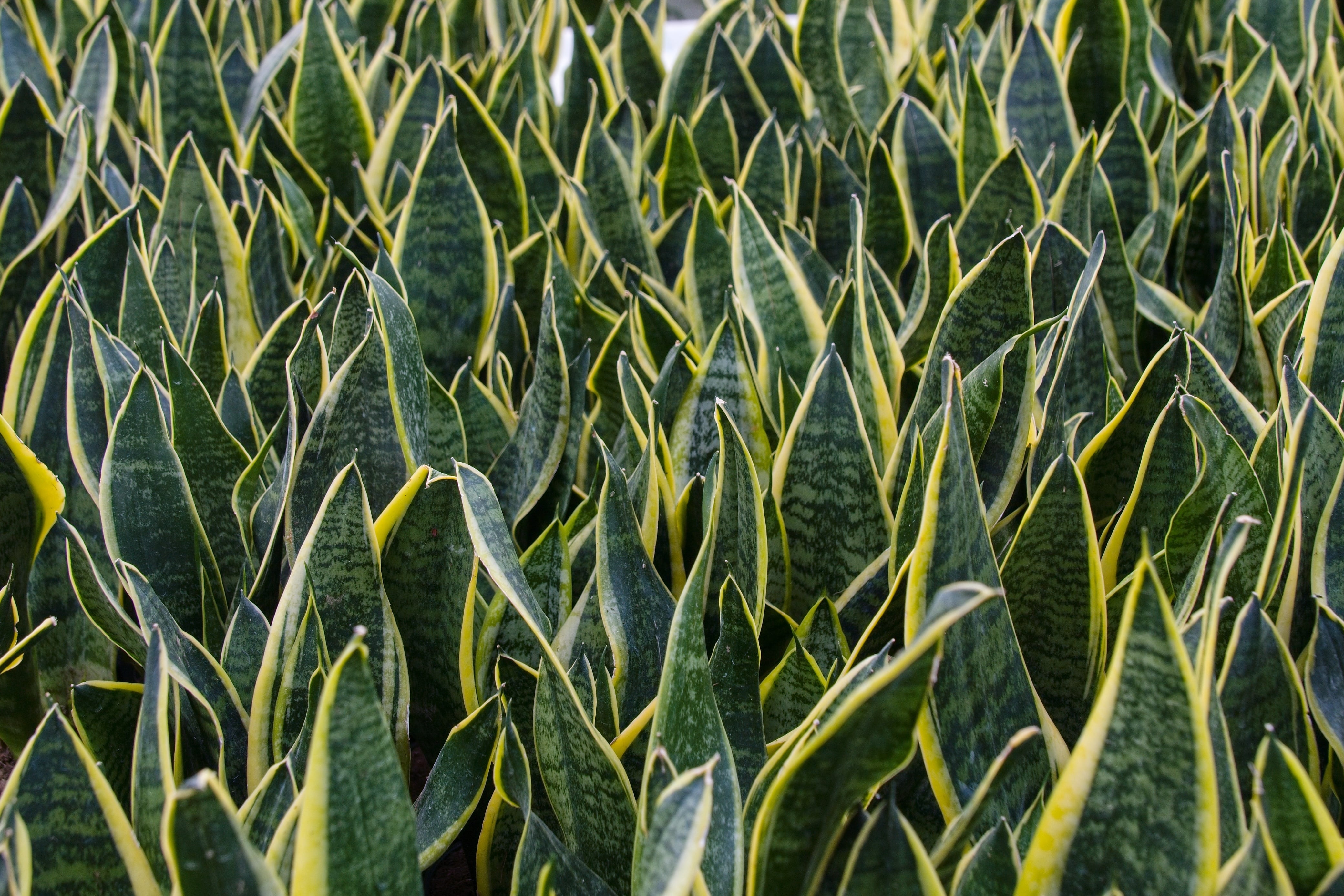 espada-são-jorge benefícios cuidar