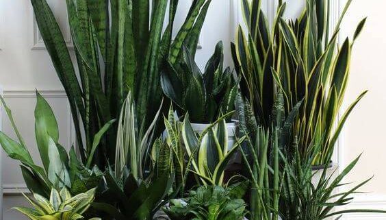 Espada de São Jorge no Quarto: Benefícios para o Sono e Purificação do Ar