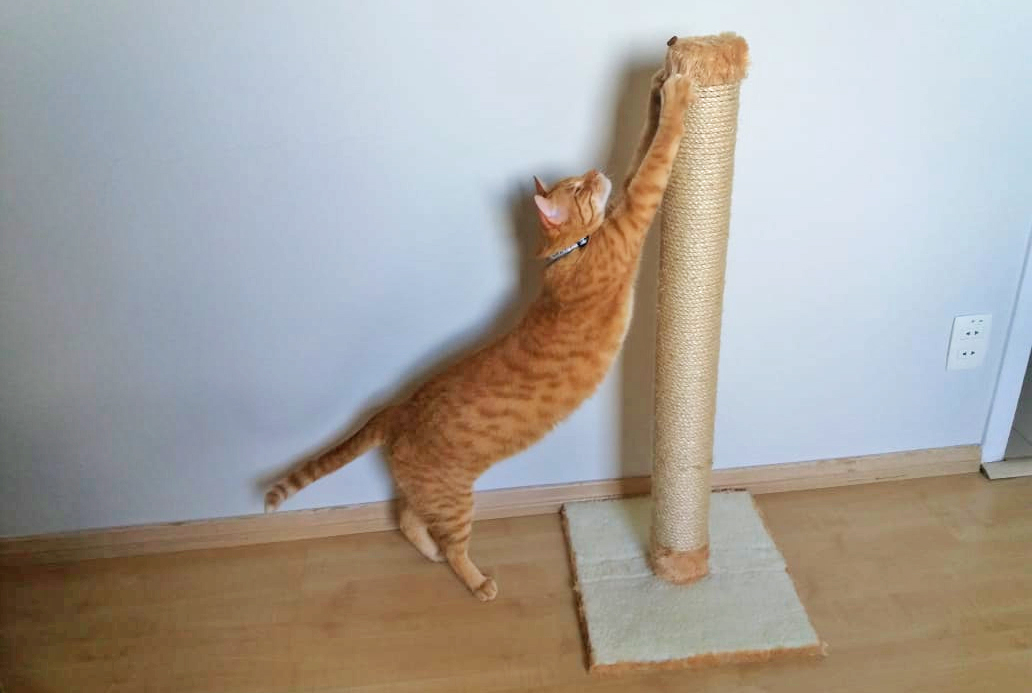 fazer arranhador gato caseiro