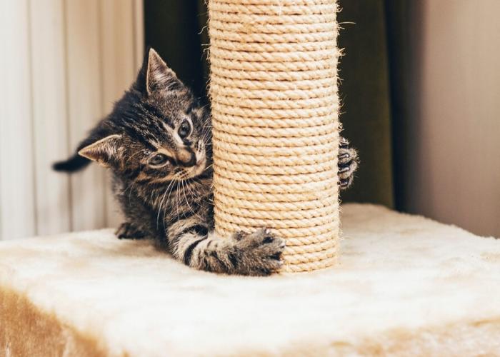 fazer arranhador gato caseiro