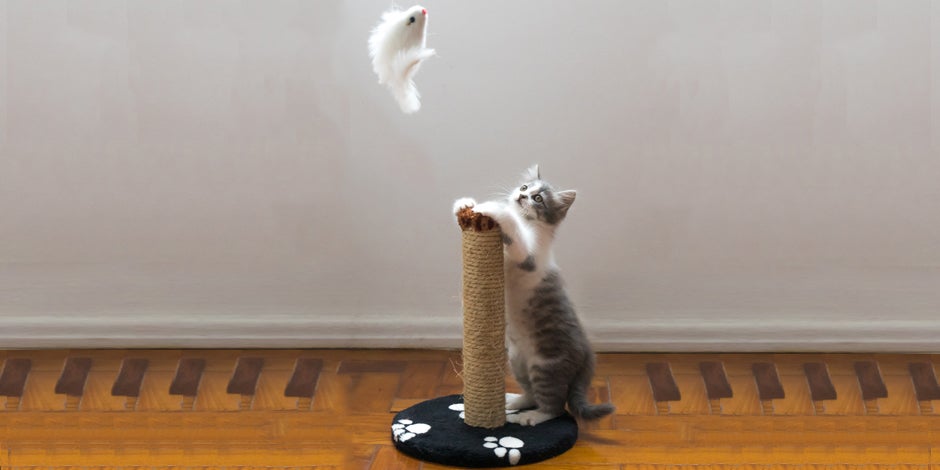 5 ideias de títulos