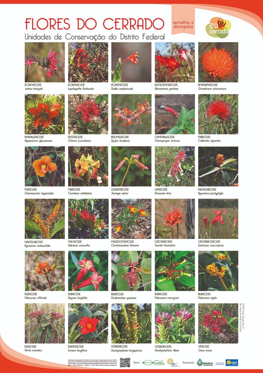 flora do cerrado brasília fotos