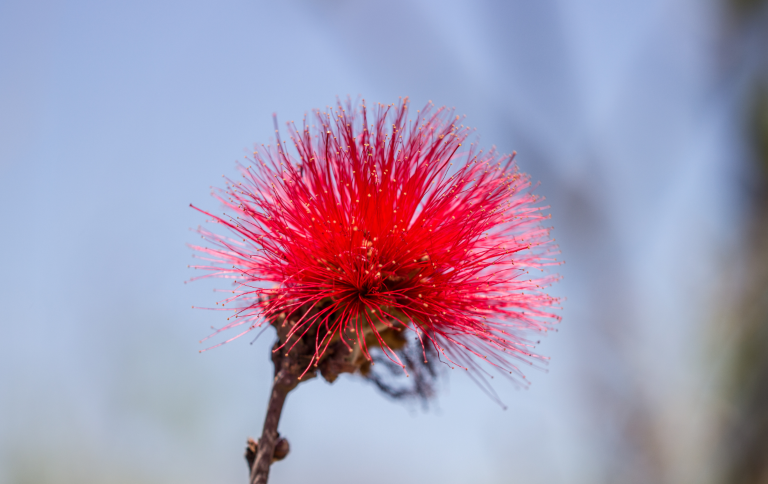 Fotografia de Pequi: Da Florada à Colheita