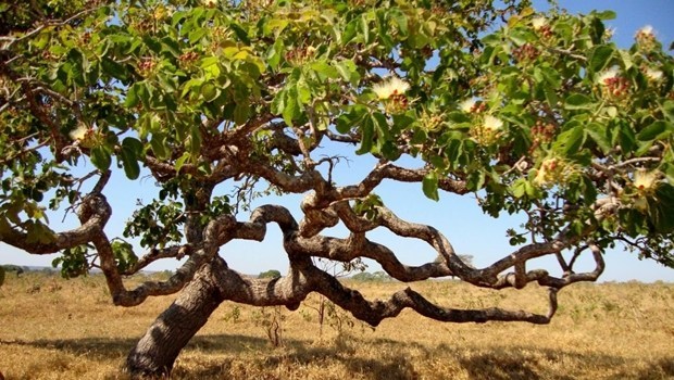 Explorando a Fototeca Jess do Cerrado: Um Tesouro Digital