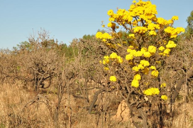flora do cerrado brasília fotos