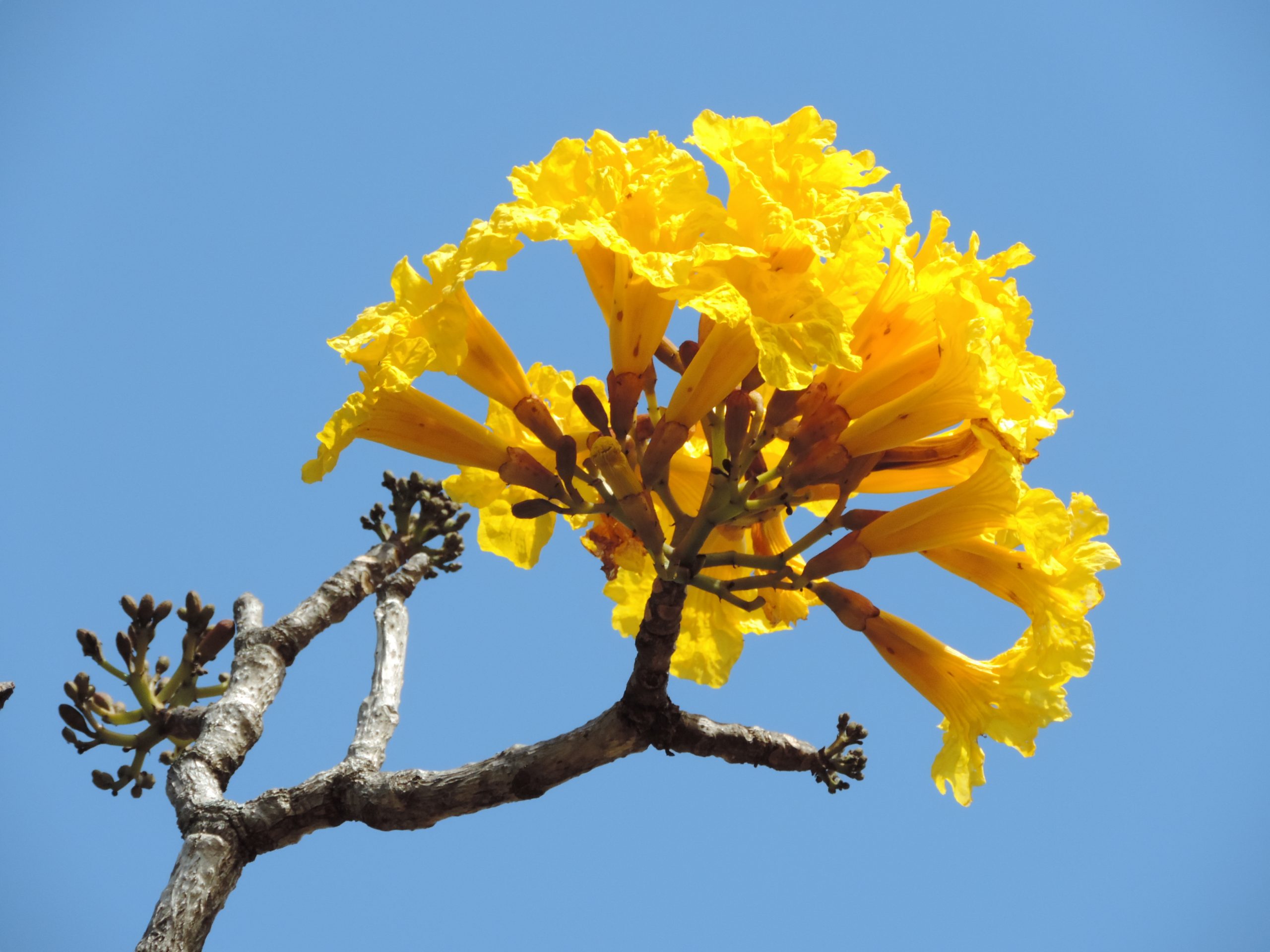 10 Lugares Incríveis para Fotografar Ipês em Brasília