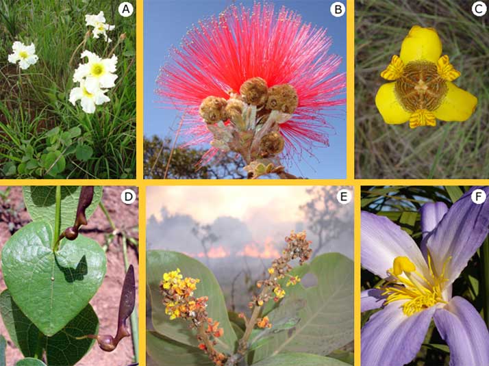 Guia Completo do Guia de Campo da Flora do Cerrado do JBB