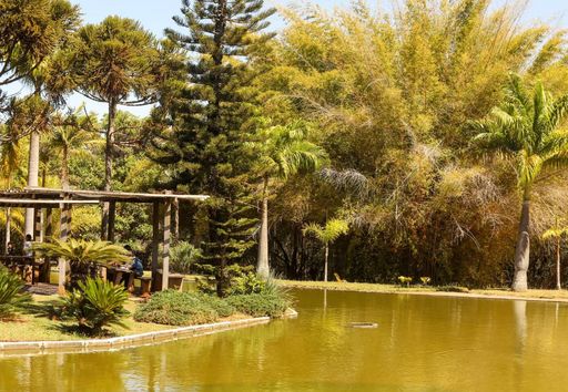 As 5 Árvores Mais Icônicas do Cerrado Brasileiro e Onde Vê-las