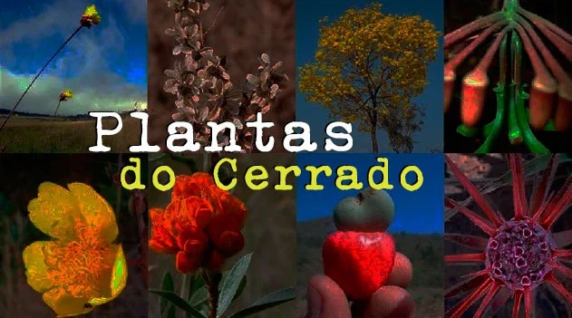 flora do cerrado brasília fotos