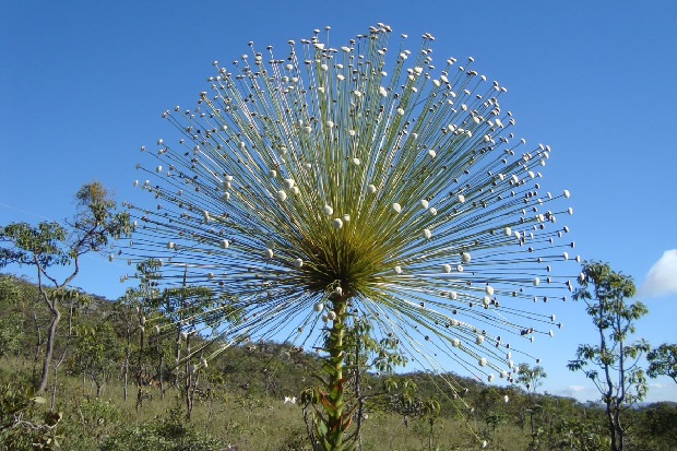 flora do cerrado brasília fotos