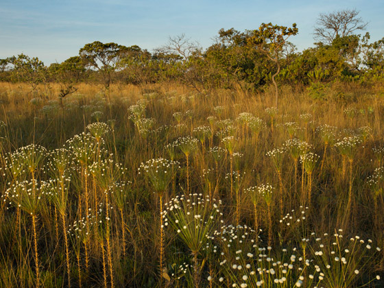 Fotografia de Pequi: Da Florada à Colheita