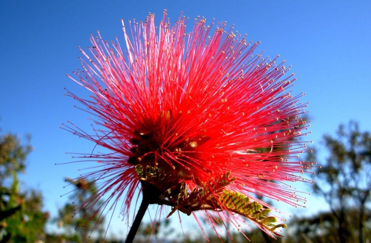 flora do cerrado brasília fotos