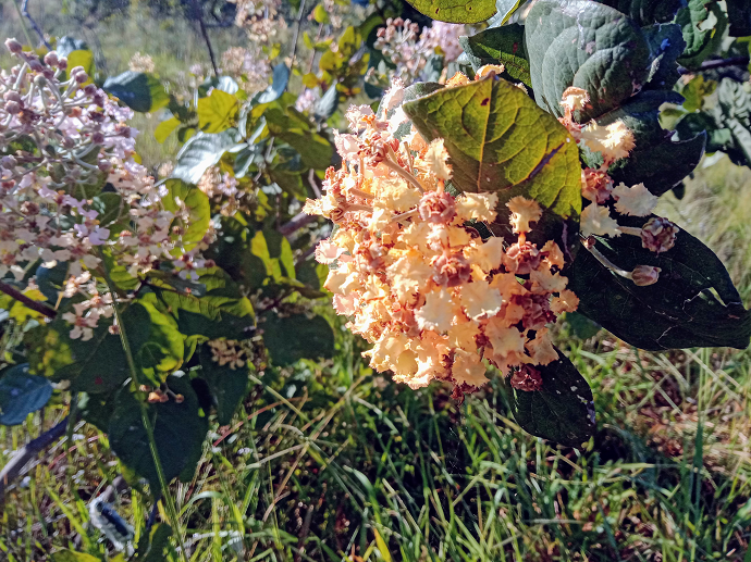 10 Lugares Incríveis para Fotografar Ipês em Brasília