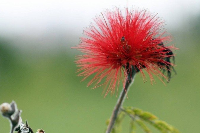 Guia Completo do Guia de Campo da Flora do Cerrado do JBB