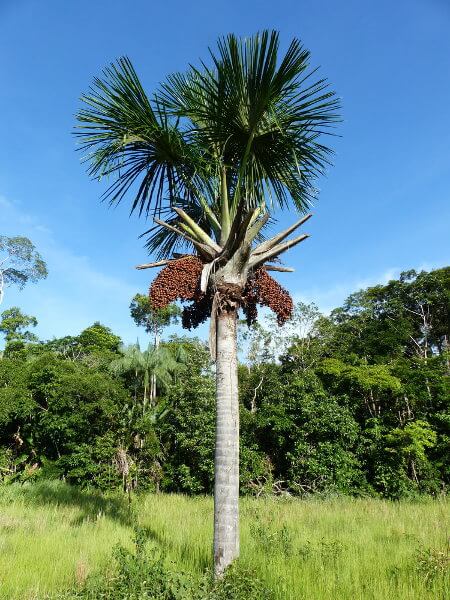 As 5 Árvores Mais Icônicas do Cerrado Brasileiro e Onde Vê-las