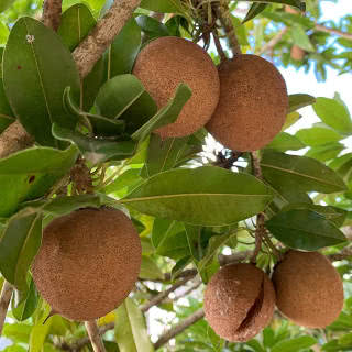 frutas de clima quente para o nordeste