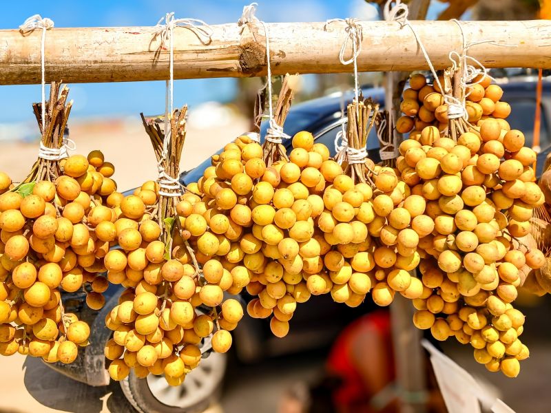 Guia Completo de Irrigação para Fruticultura no Semiárido Nordestino