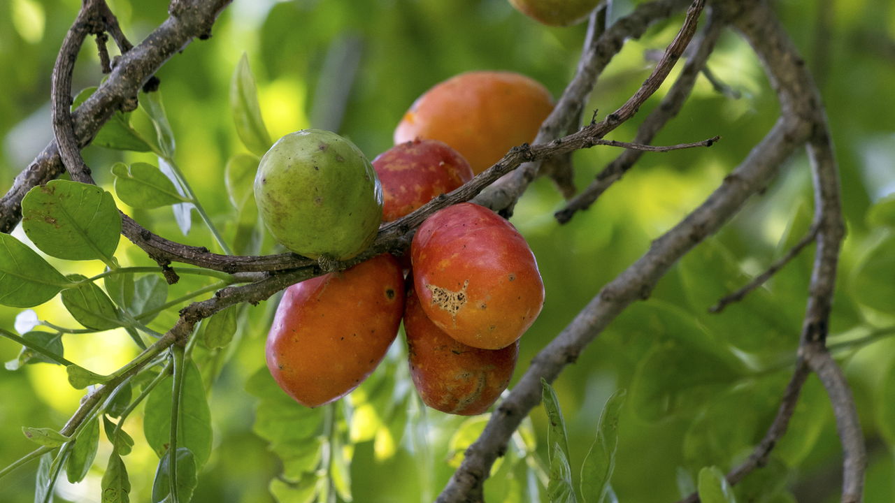 Tendências de Frutas Exóticas: Pitaia e Mirtilo no Nordeste