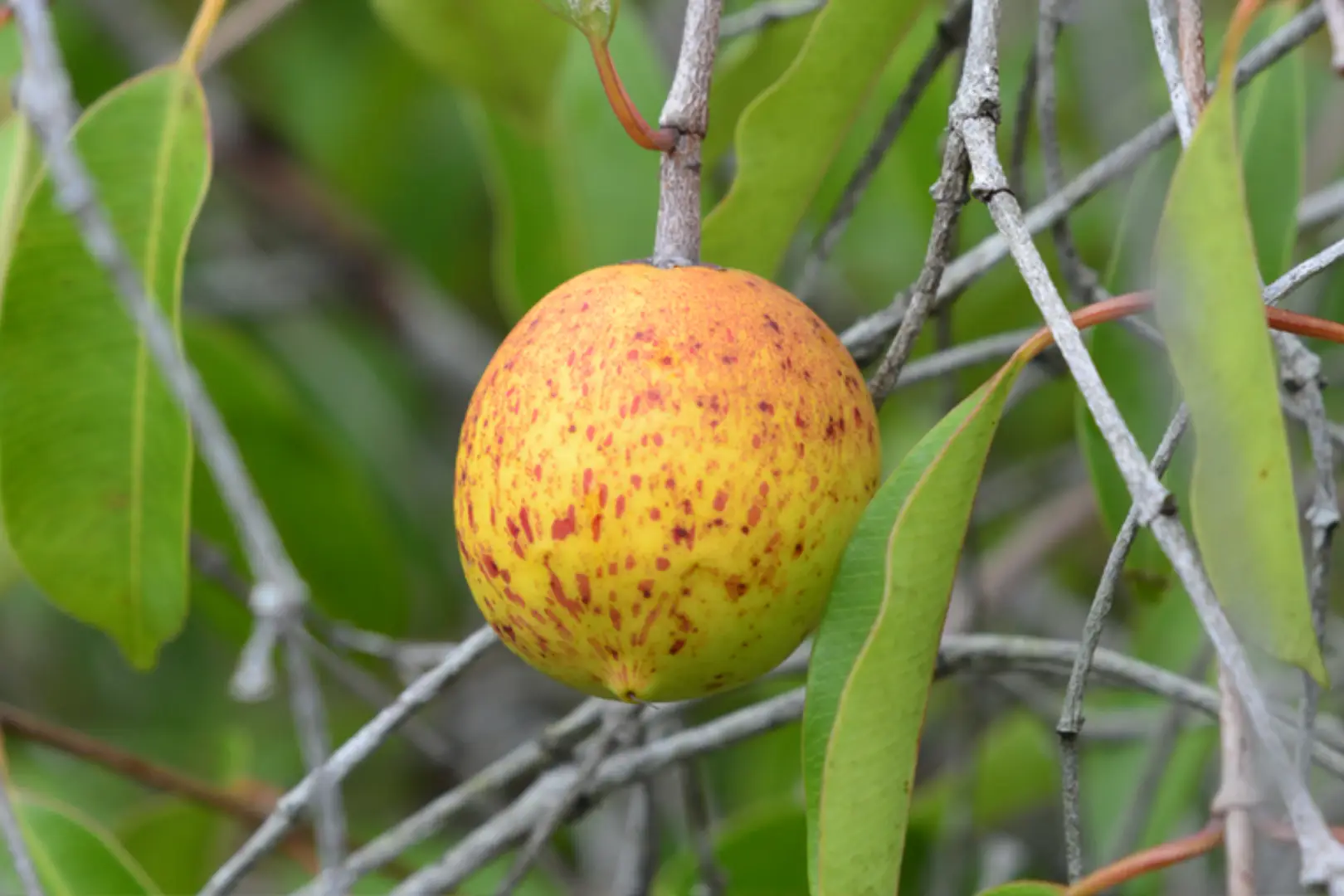 Manejo de Pragas e Doenças em Frutíferas Tropicais no Nordeste