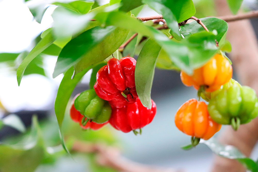 Como Cultivar Uvas de Exportação no Vale do São Francisco