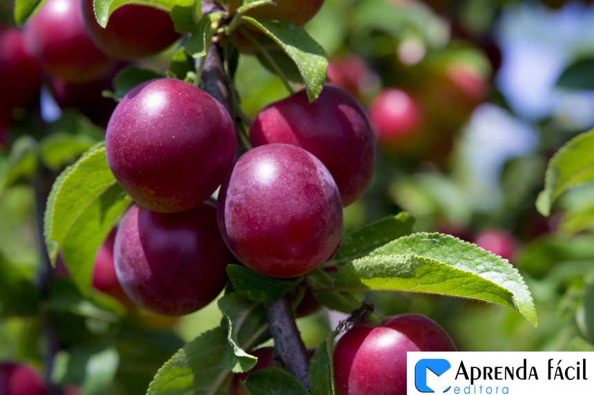 Manejo de Pragas e Doenças em Frutíferas Tropicais no Nordeste