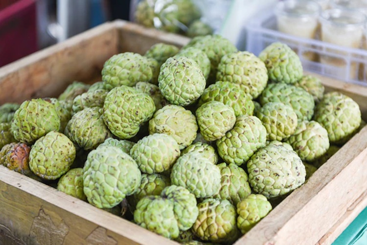 Guia Completo de Irrigação para Fruticultura no Semiárido Nordestino