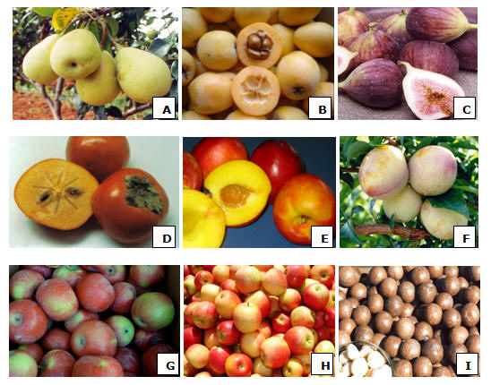 As 10 Frutas Nativas do Nordeste Mais Subestimadas